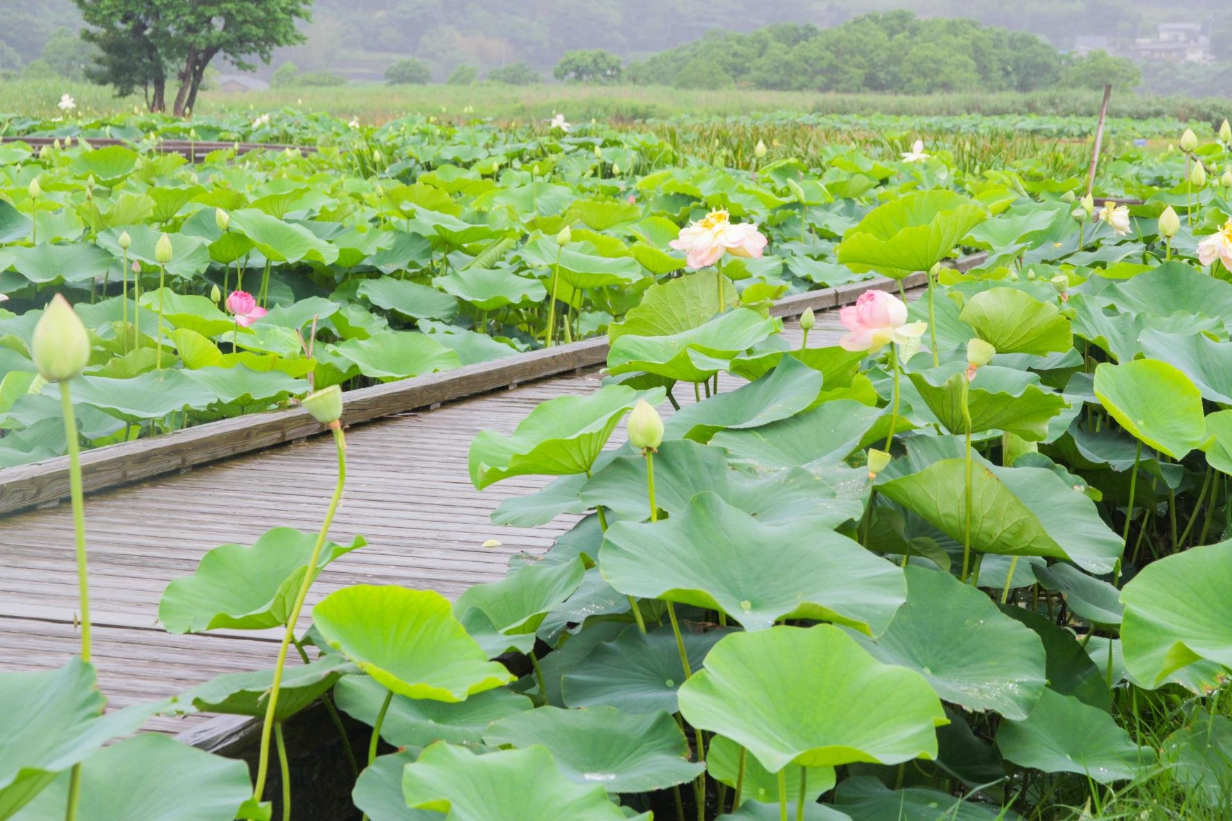 🌸 가라코 연꽃 공원(카라코 하스엔) 이미지 1